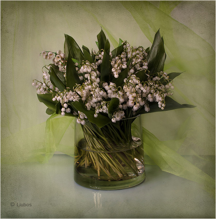 photo "Best wishes for Women's Day" tags: still life, foto liubos, still life, ландыши