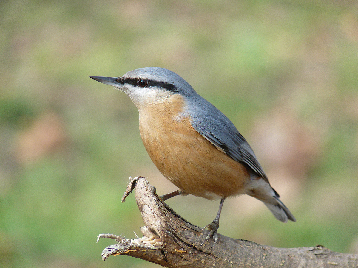 photo "***" tags: nature, wild animals