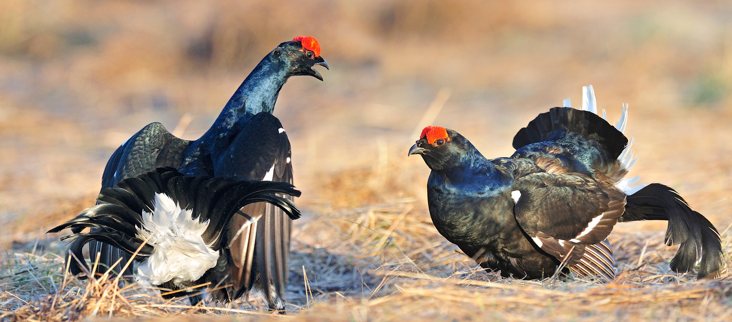 фото "Musketeers" метки: природа, 