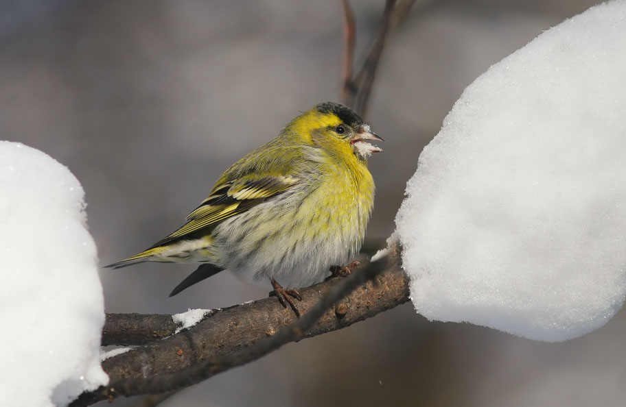 фото "чижик поющий" метки: природа, 