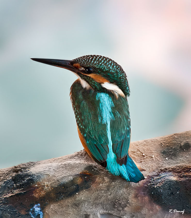 photo "King fisher 03" tags: nature, Africa, bird