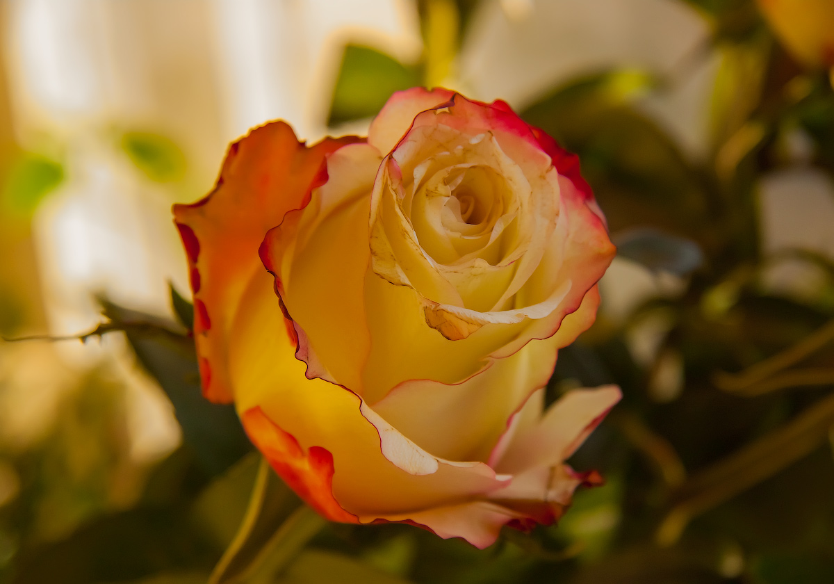 фото "Роза золотистая" метки: природа, роза, флора