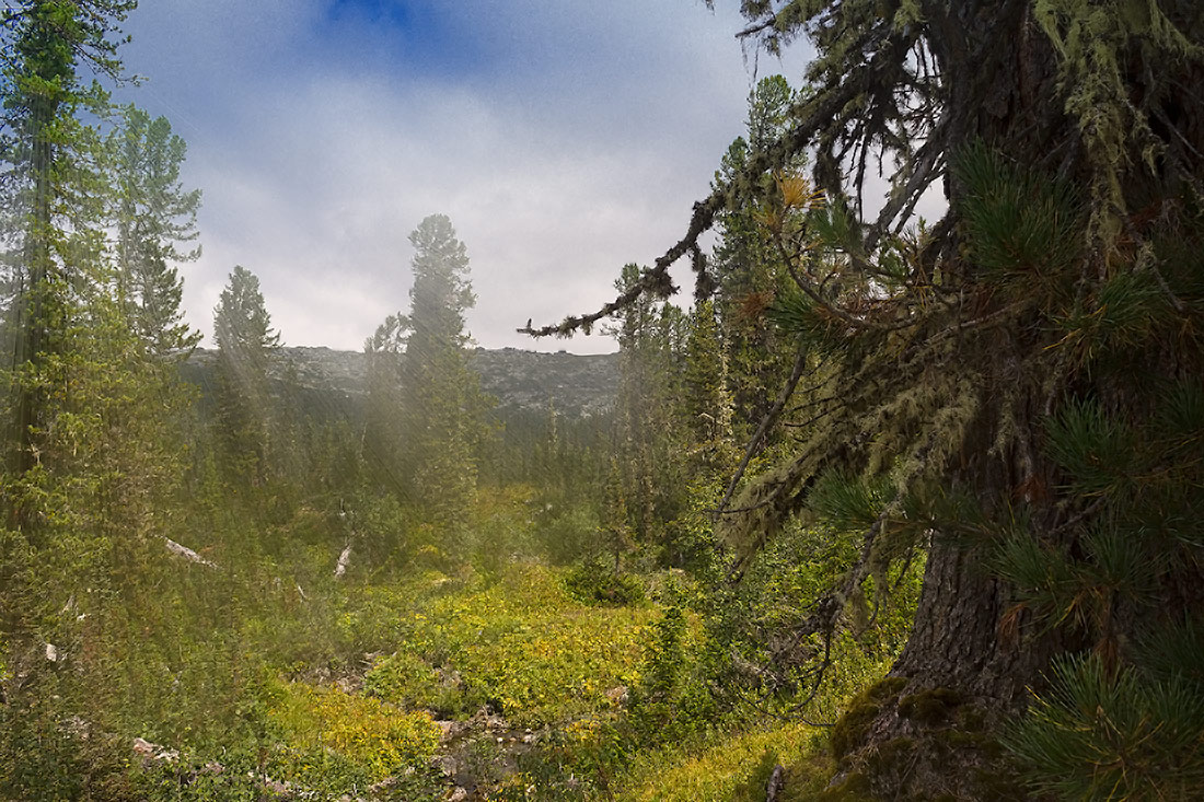 фото "***" метки: пейзаж, Красноярский край, лес, сибирь, солнце