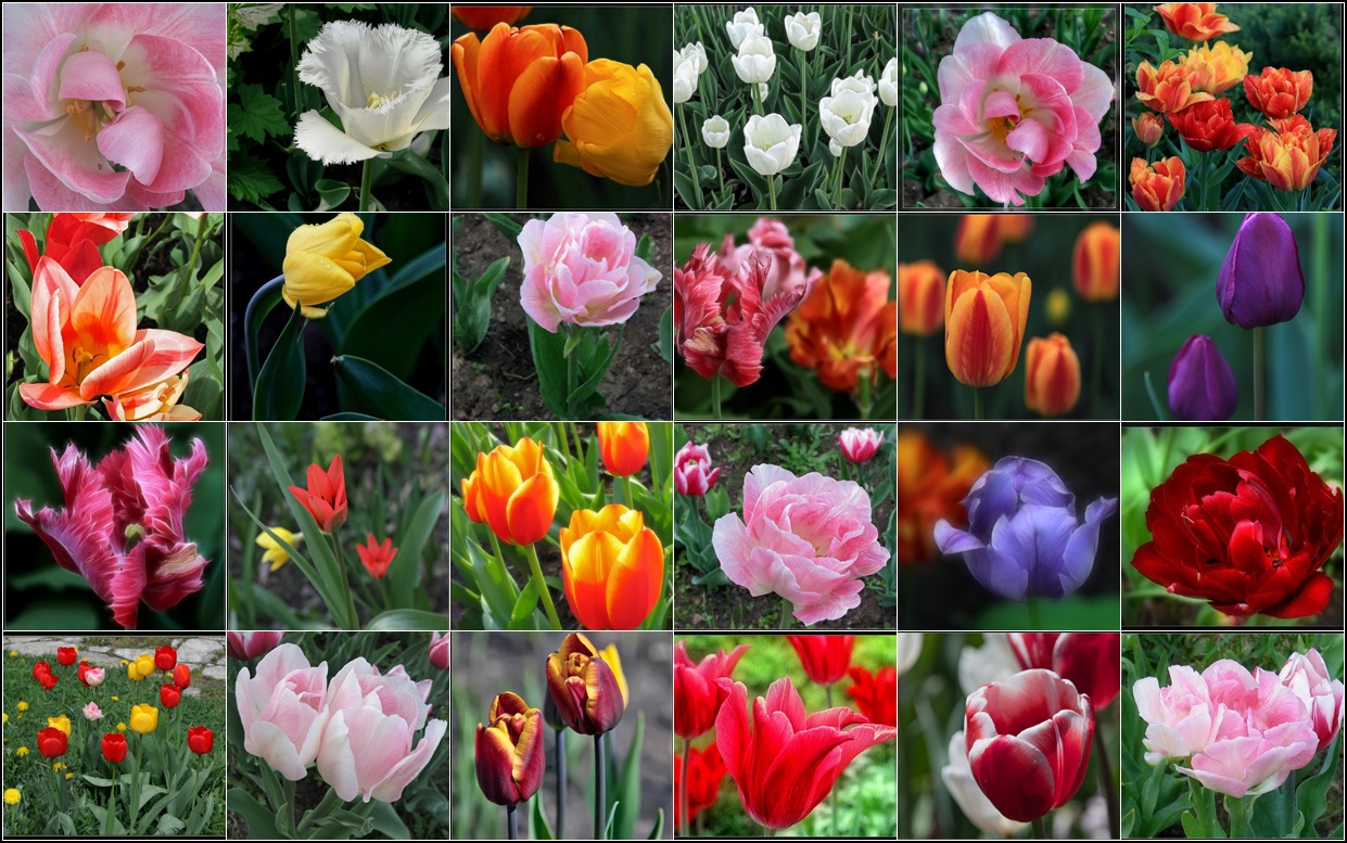 photo "all the flowers for the lovely ladies!" tags: nature, 
