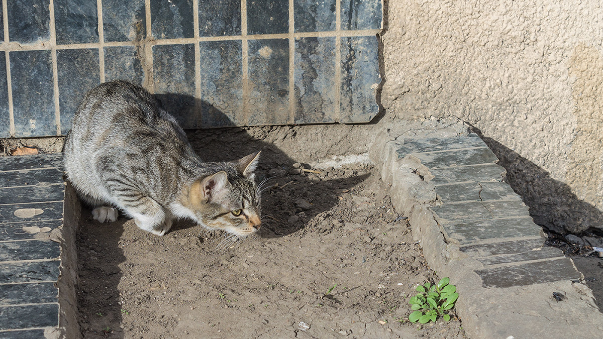 photo "***" tags: nature, hunting, tomcat, муха