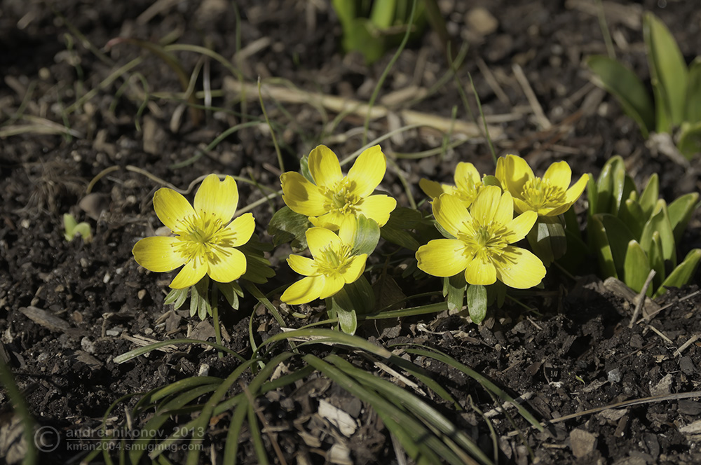 photo "* * *" tags: nature, Brooklyn Botanical Garden, New York City, flowers, spring