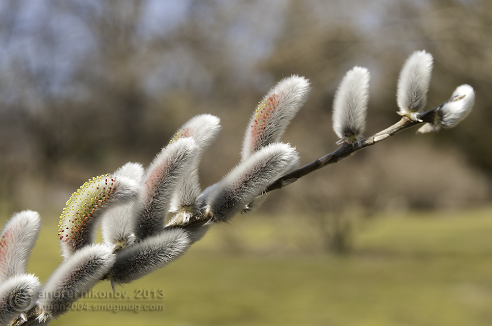 photo "* * *" tags: nature, Brooklyn Botanical Garden, New York City, flowers, spring