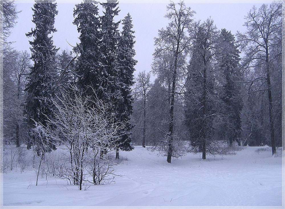 photo "snowstorm" tags: landscape, evening, winter, метель