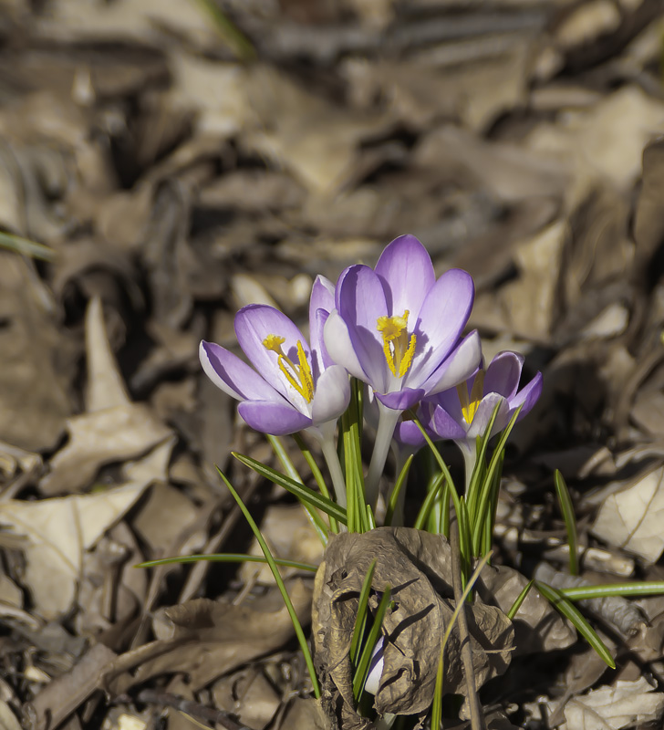 photo "* * *" tags: nature, Brooklyn Botanical Garden, New York City, flowers, spring