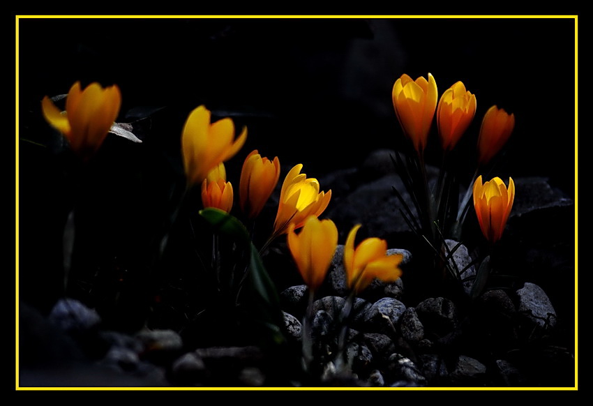 photo "***" tags: nature, 