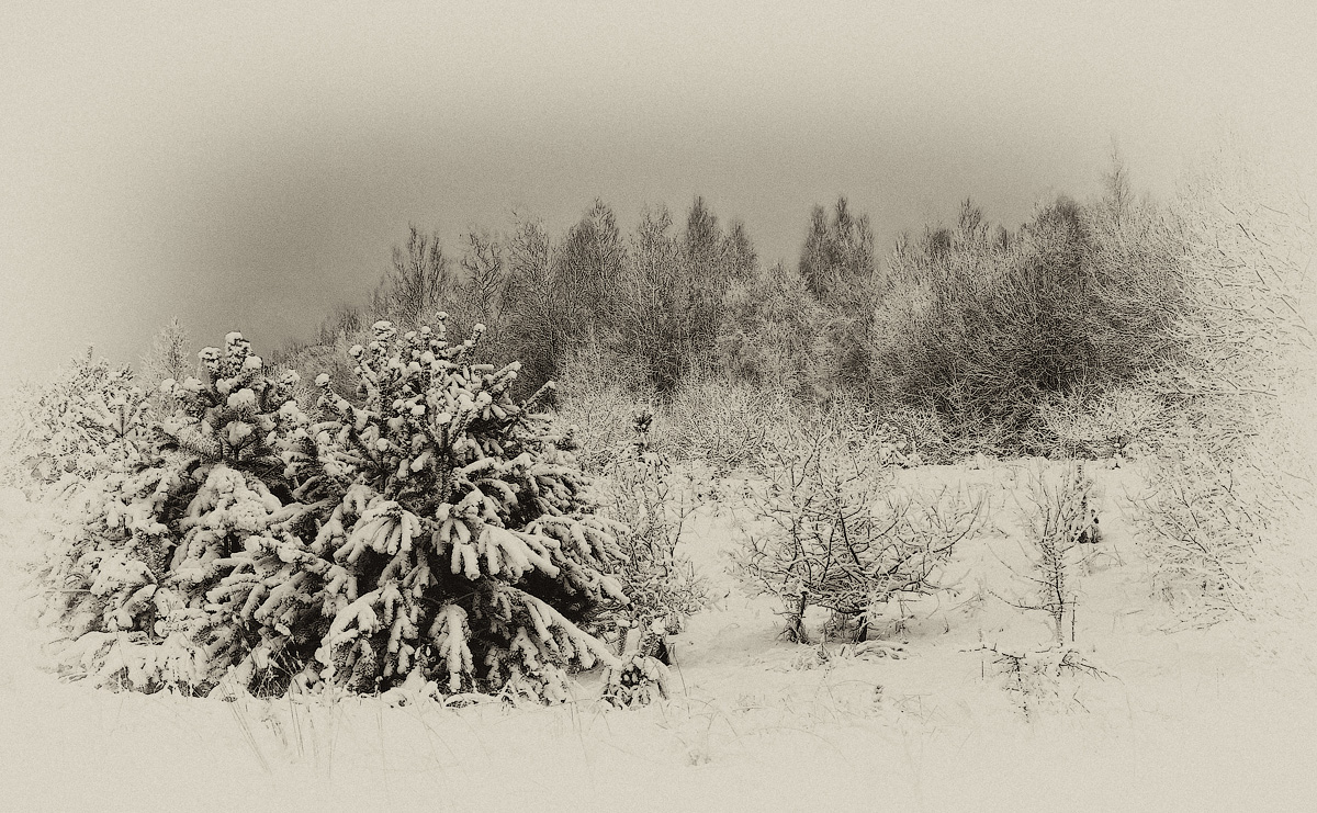 photo "Winter graphic" tags: , 