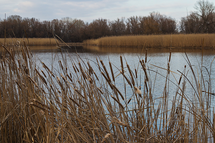 photo "***" tags: landscape, Dnieper, Ukraine, gulf, water, Запорожье, камыши, февраль