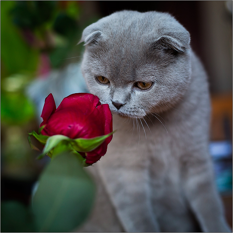 фото "Еще о 8м марта... №2" метки: природа, 