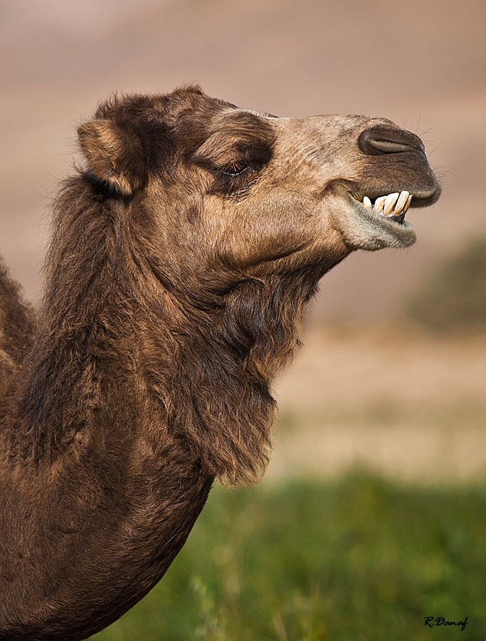 фото "Say cheese" метки: путешествия, 