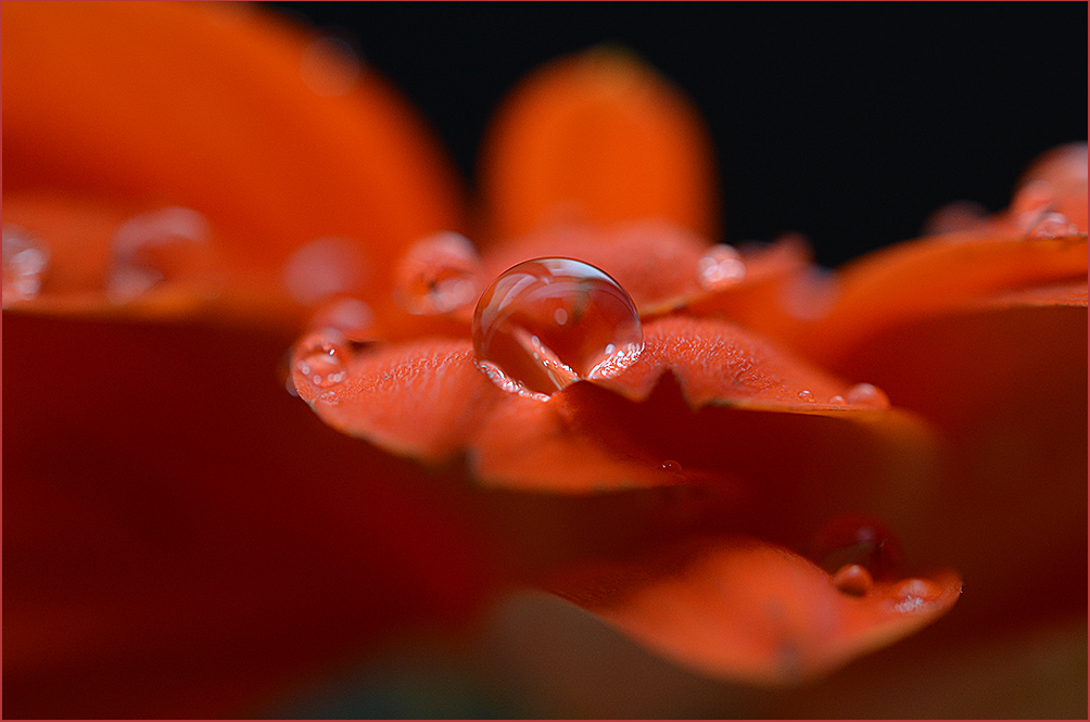 photo "***" tags: macro and close-up, fragment, flowers