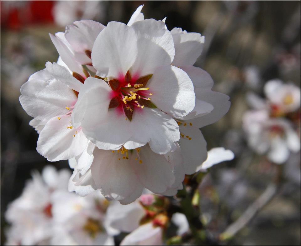 photo "Early Spring" tags: nature, macro and close-up, 