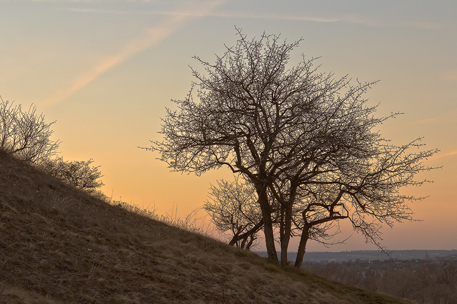 photo "***" tags: landscape, Ukraine, sunset, tree, Запорожье