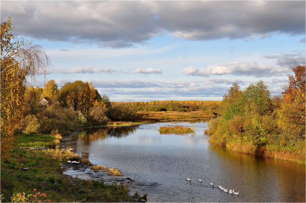 photo "***" tags: landscape, nature, clouds, forest, river, summer, water, гуси