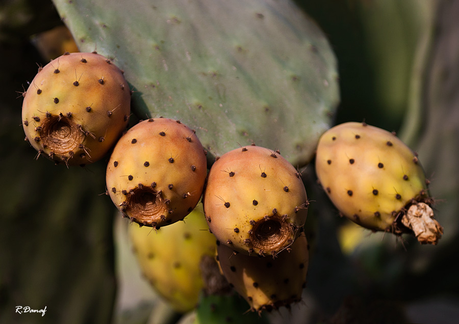 photo "Cactus 01" tags: nature, macro and close-up, 