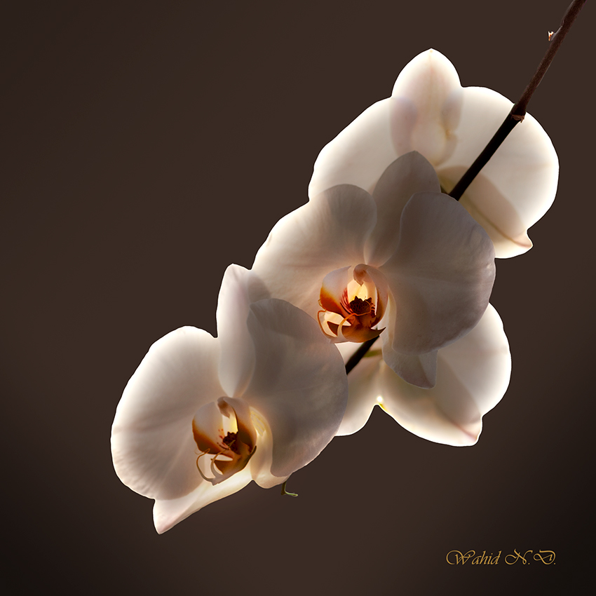 фото "Orchid magic" метки: макро и крупный план, натюрморт, Flora, Африка