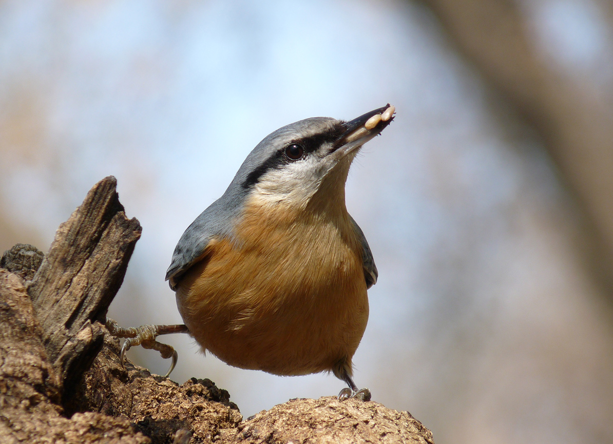 photo "***" tags: nature, wild animals