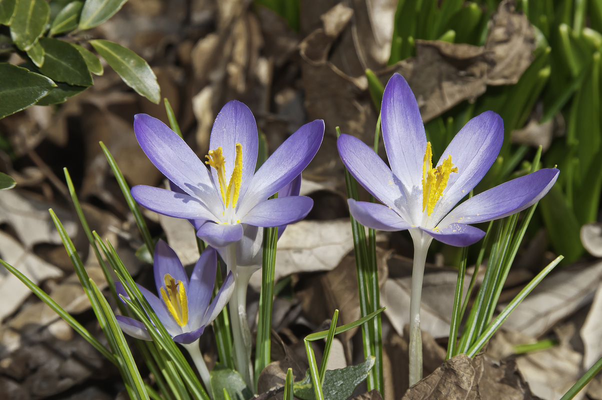 photo "* * *" tags: nature, Brooklyn Botanical Garden, New York City, flowers, spring