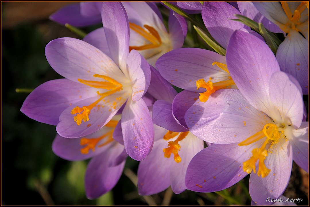 photo "***" tags: nature, macro and close-up, 