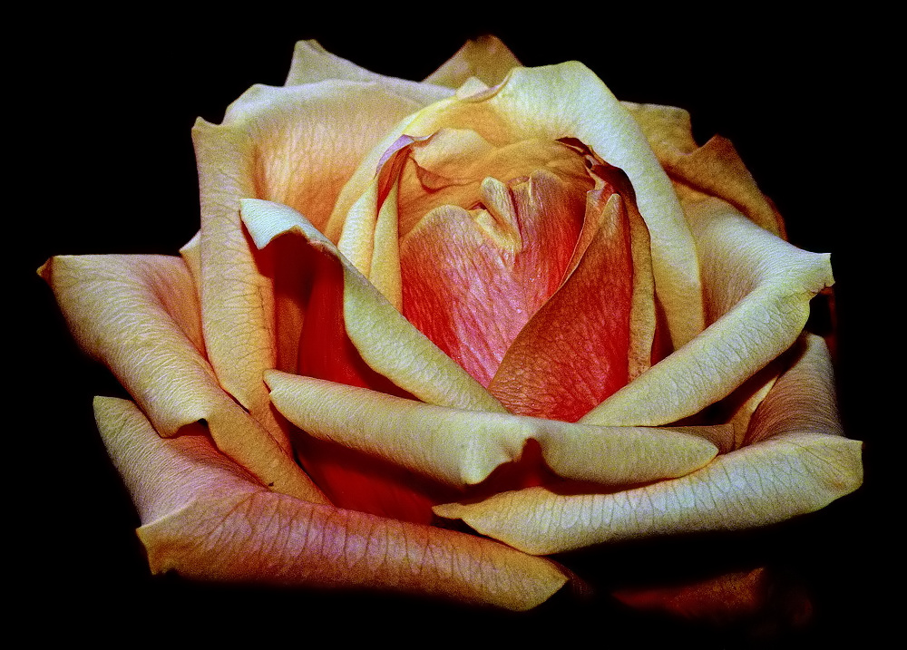 photo "A Rose..." tags: nature, macro and close-up, 