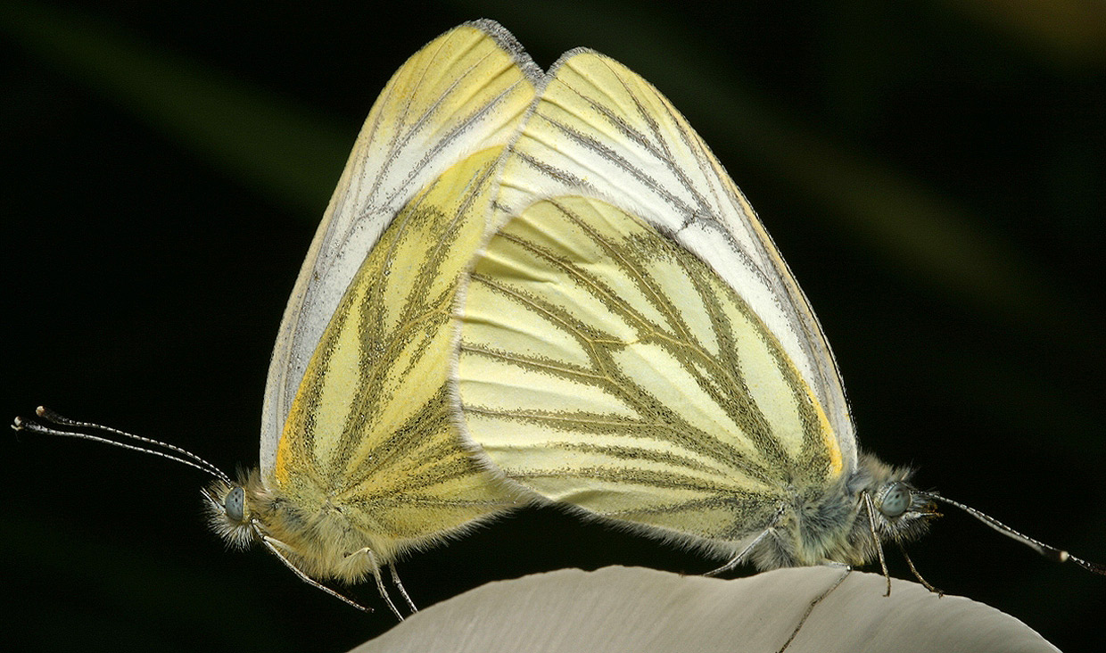 photo "***" tags: macro and close-up, butterfly, insect, love, спаривание