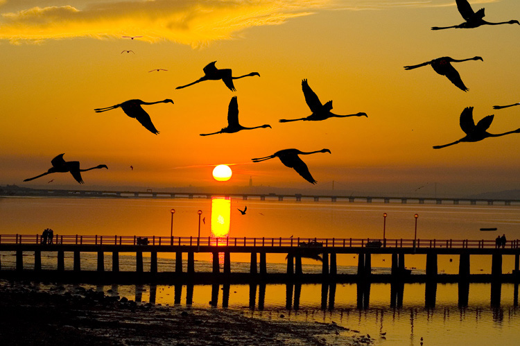 photo "River Tagus Estuary" tags: landscape, nature, digital art, Europe, Tejo, animals, beauty, birds, colonies, estuary, gold, portugal, sunset