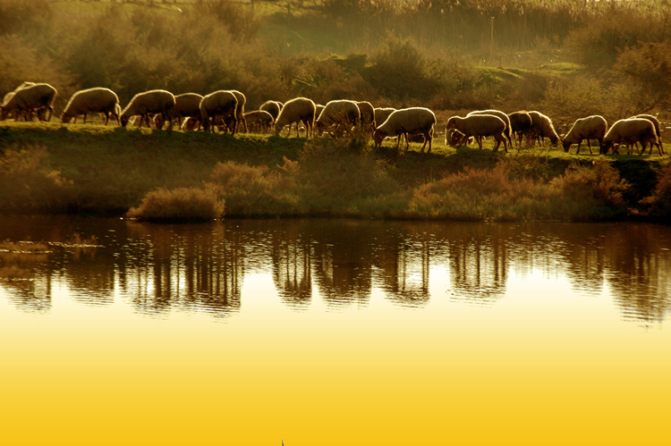 photo "Goats Grazing" tags: landscape, panoramic, Alcochete, Tejo, estuary, portugal