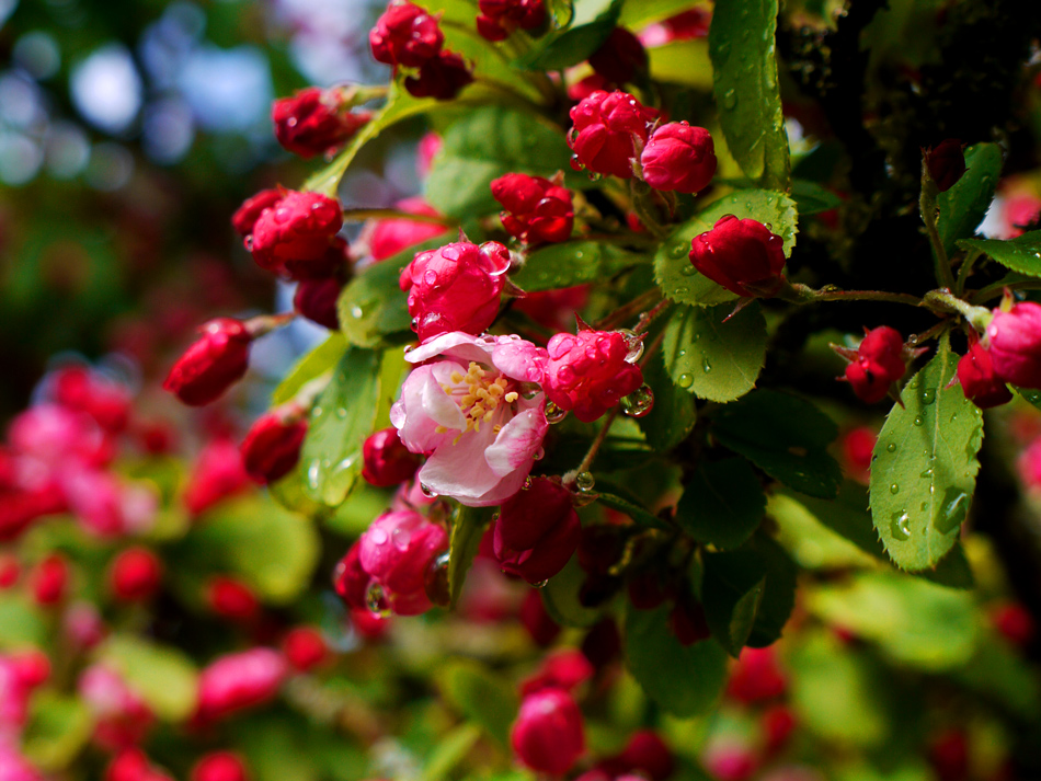 photo "Pink Blossom" tags: nature, blossom, spring