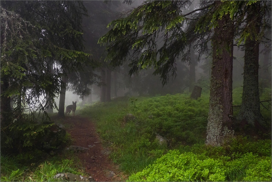 фото "***" метки: природа, 