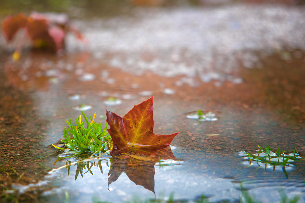 photo "In reflection" tags: macro and close-up, landscape, autumn