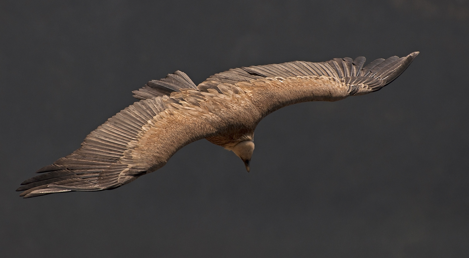 photo "***" tags: nature, flight, wild animals, wings, Сип, размах