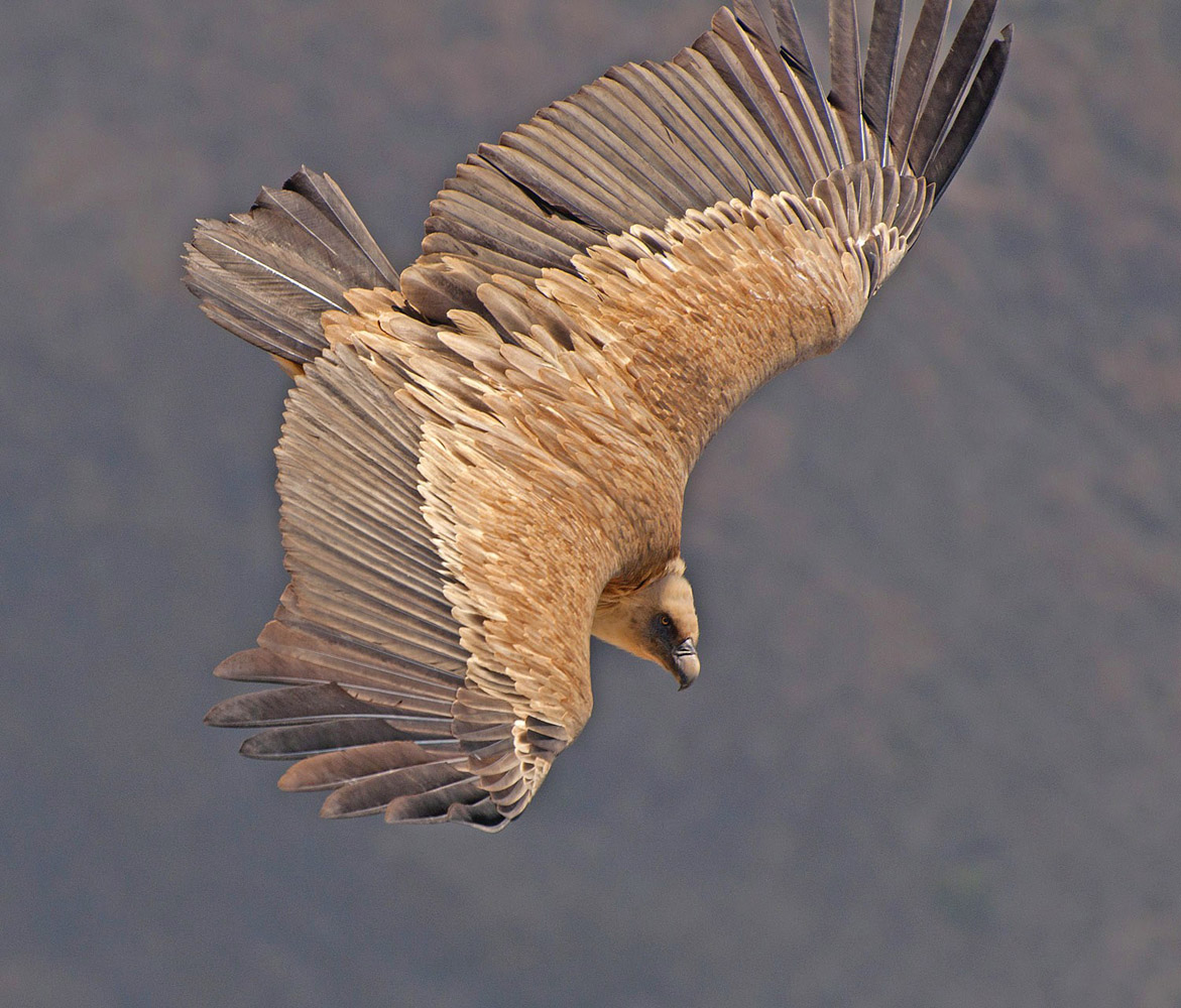 photo "***" tags: nature, flight, look, wild animals, wings, Сип, размах