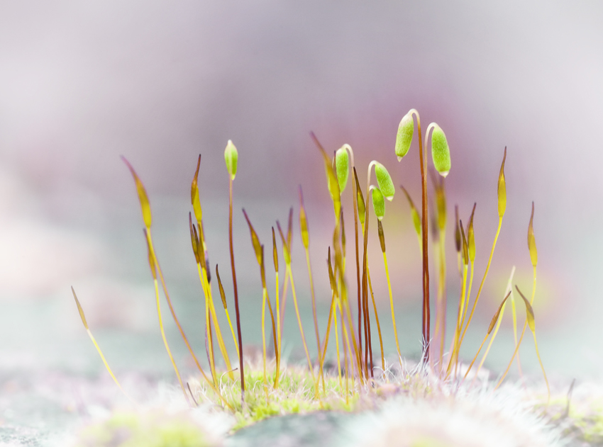 photo "***" tags: macro and close-up, 