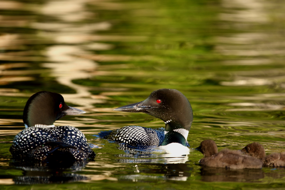 photo "2 Dollars and Change" tags: nature, humor, North America, water, wild animals