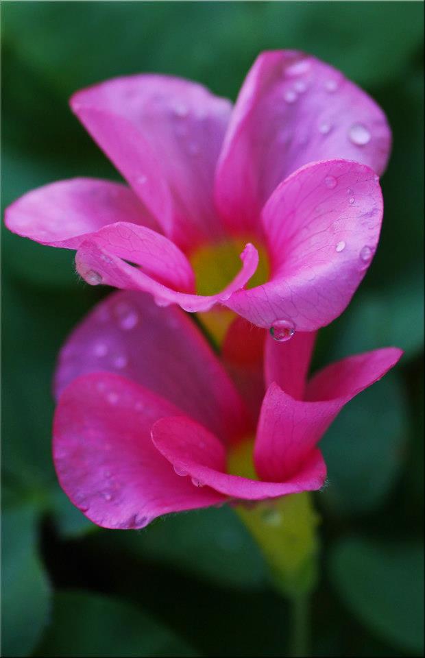 photo "Double Vision" tags: nature, macro and close-up, 