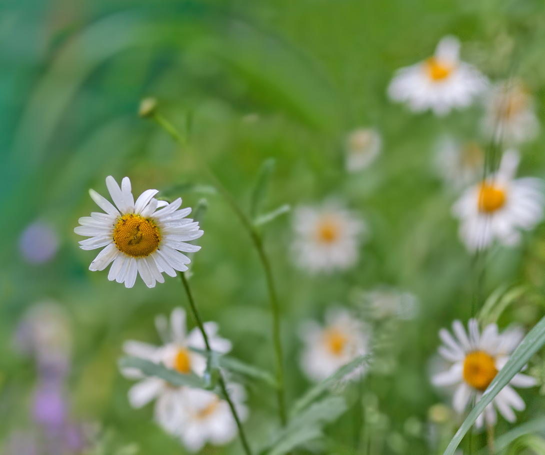 photo "***" tags: macro and close-up, summer