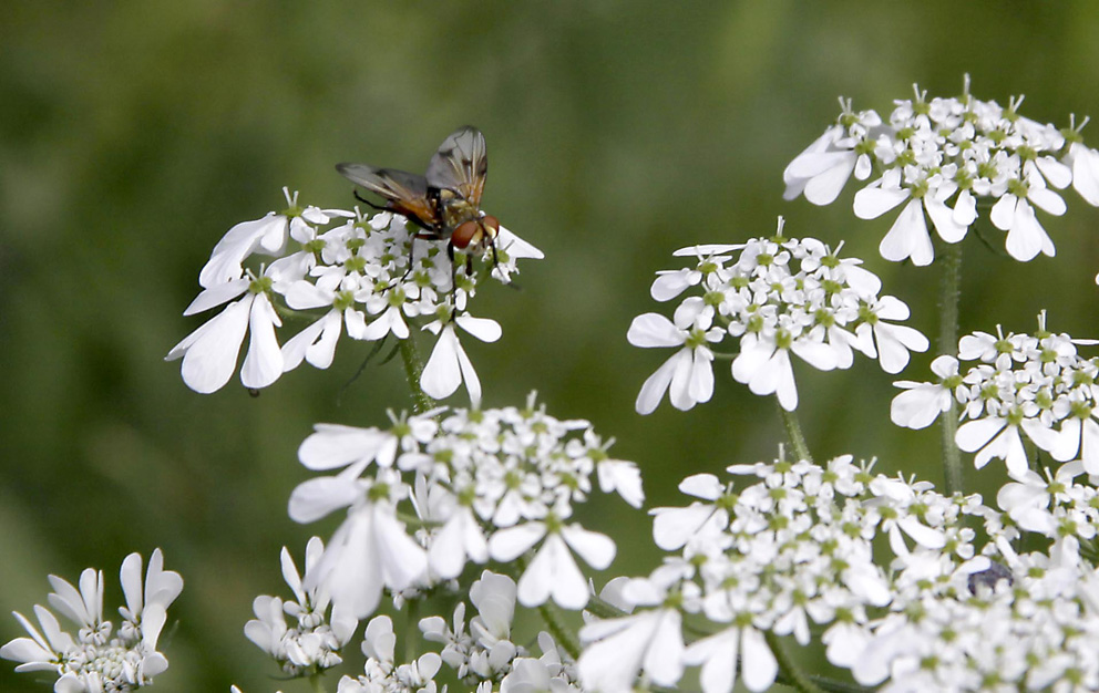 photo "spring" tags: nature, macro and close-up, flowers, insect