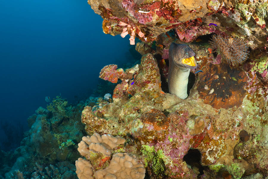 photo "Оffice cleaning" tags: underwater, 