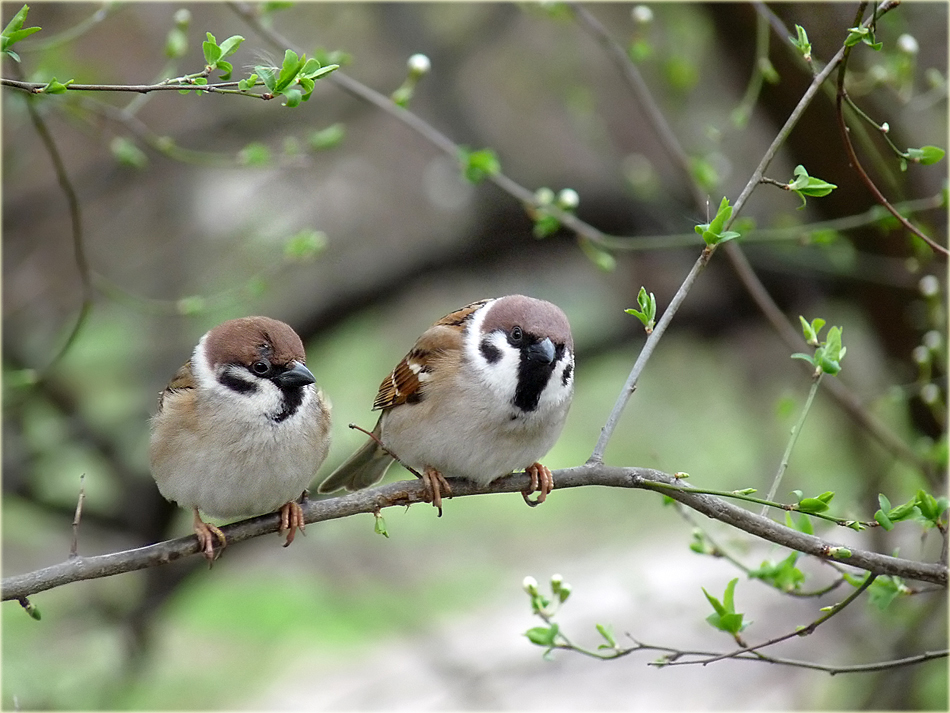 photo "***" tags: nature, wild animals