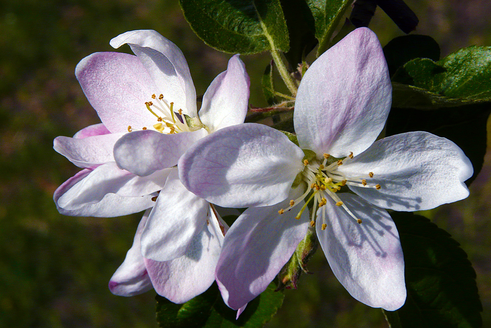 photo "***" tags: nature, macro and close-up, flowers, summer, trees