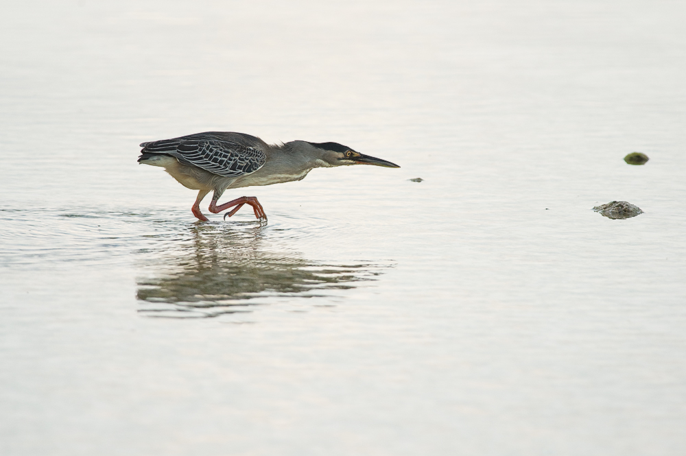 photo "***" tags: nature, travel, coast, heron, hunting, sea, water, животные, кваква, отлив, птицы, сейшелы