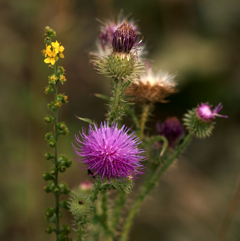 photo "***" tags: nature, flowers