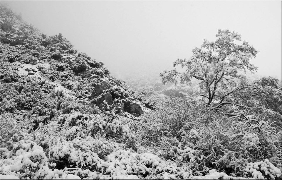 photo "Foggy Winter Scene" tags: landscape, nature, black&white, 