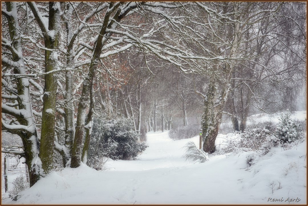 photo "***" tags: landscape, nature, forest, winter