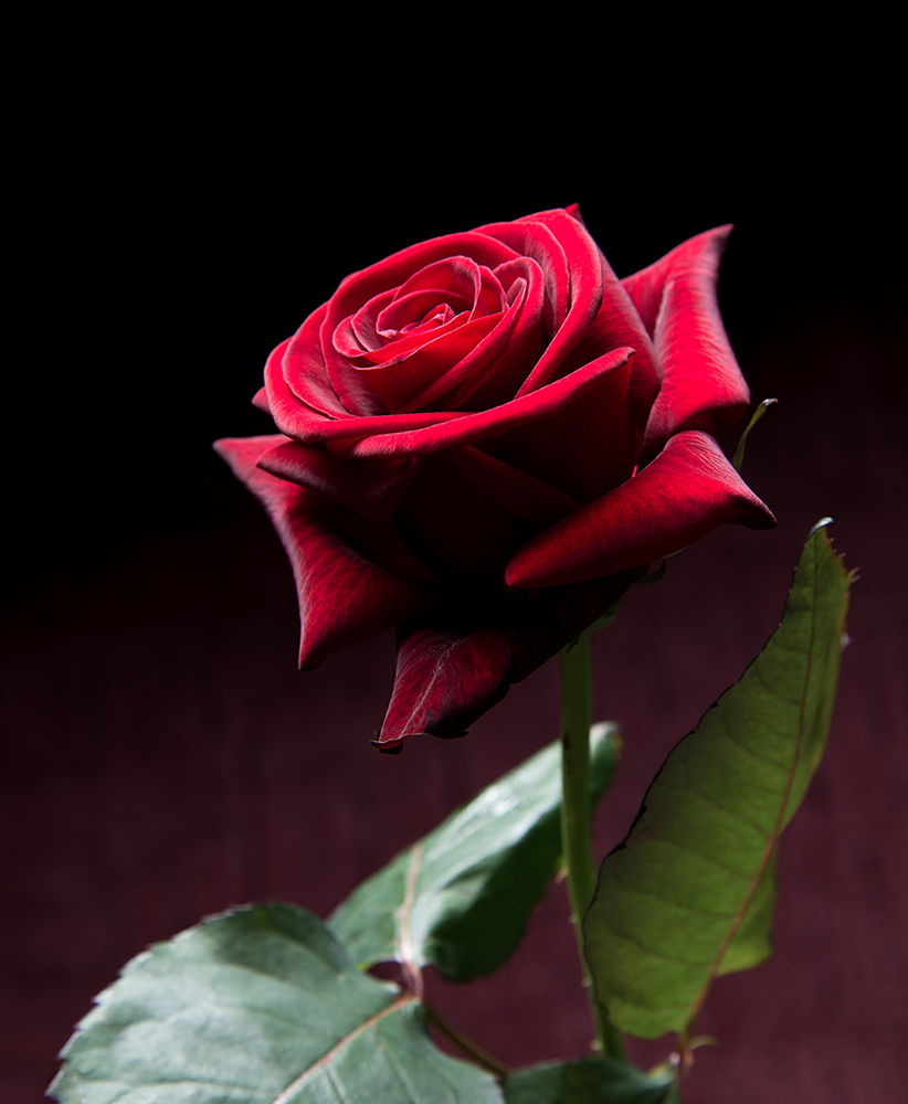 photo "Rose" tags: still life, macro and close-up, rose, rose
