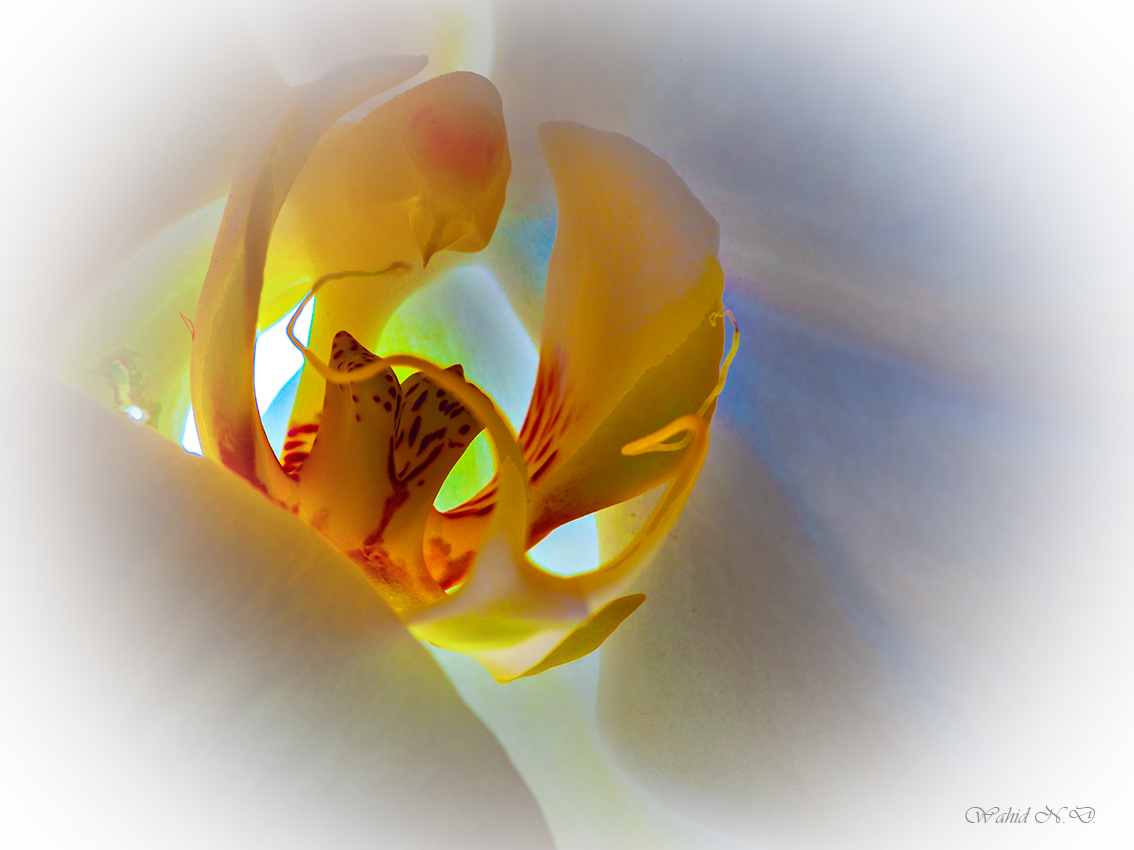 photo "Blushing Orchid" tags: nature, macro and close-up, 